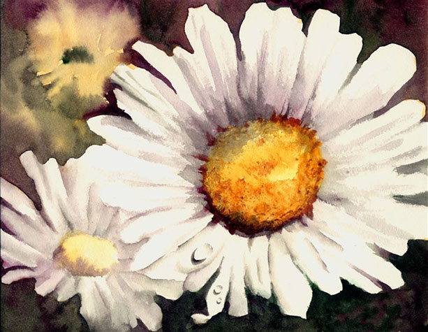 Shasta_Daisy