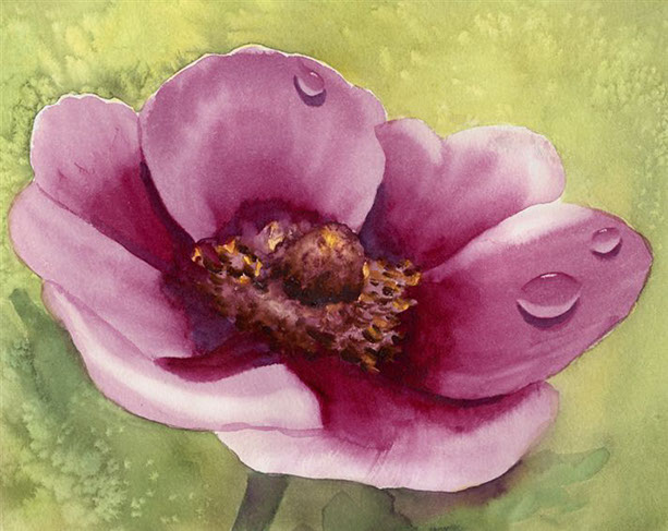 Purple-poppy