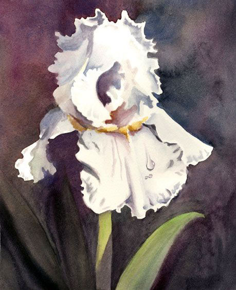 White_Iris