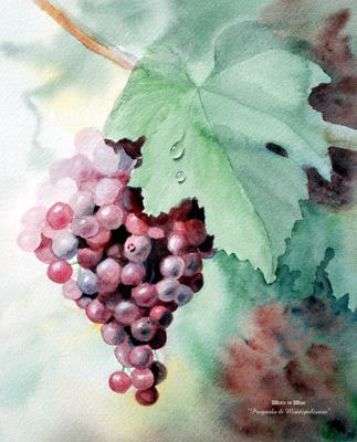 PrugnolodiMontepulciano