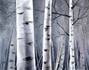 Aspens_in_Fog