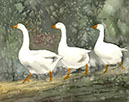 Geese_on_the_Run