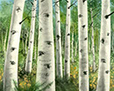 Sundance_Aspens