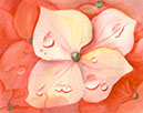 Coral-colored-hydrangea