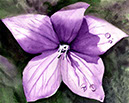 Japanese_Balloon_Flower