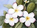Frangipani