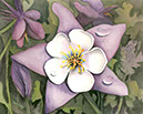 Tears-of-columbine